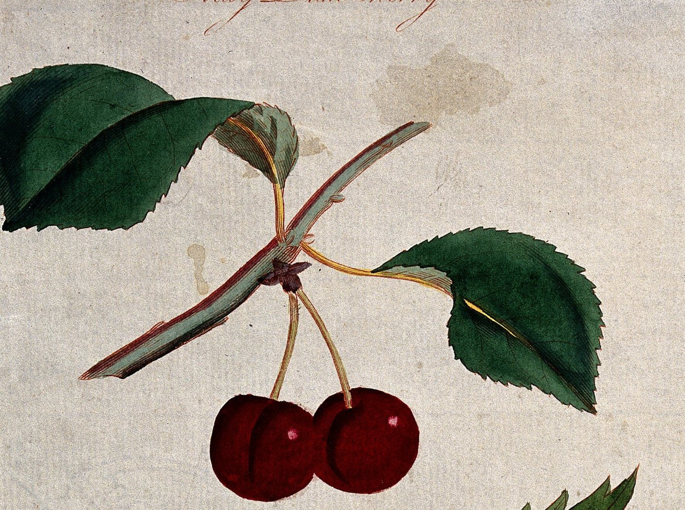 Hand-coloured etching of May Duke cherries, about 1789
